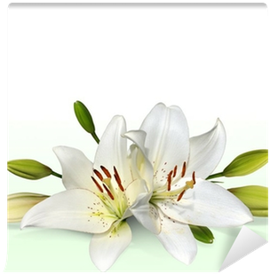 Easter Lily Flowers, Also Known As November Lilies - Cokesbury Offering Envelope-he Is Not Here (400x400)