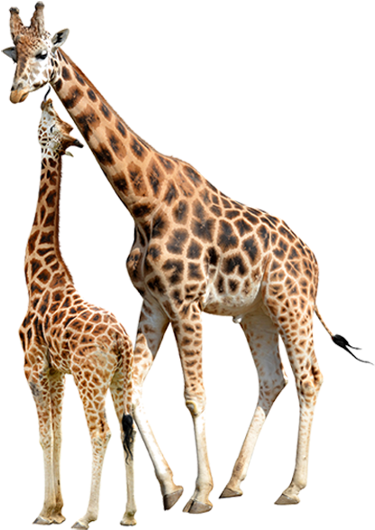 Giraffa / Giraffe / Giraffe - Giraffe White Background (777x608)