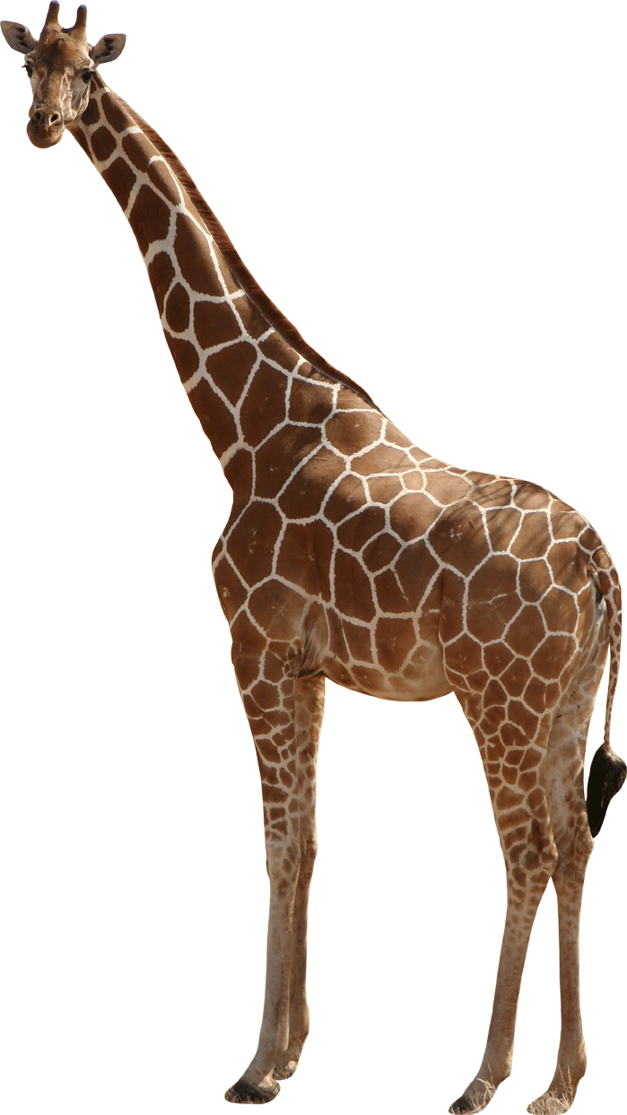 Giraffe Wall Decal Cutout - Wallhogs Giraffe Iii Cutout Wall Decal (699x1243)