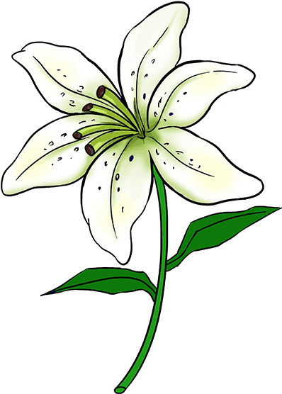 How To Draw A Lily - Lily Flower Drawing Easy (678x600)