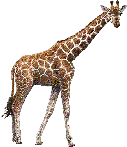 Baby Giraffe Sit Down Like Cute Style - Giraffe Drawing Color (431x500)