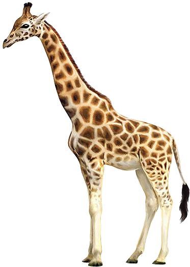 Giraffe-side - Does A Giraffe Look Like (600x525)