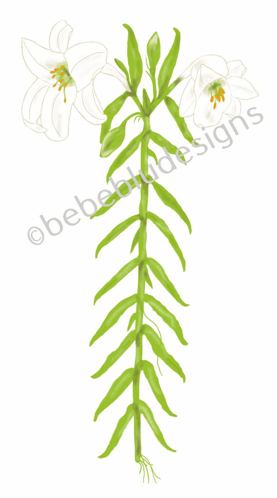 Easter Lily - Easter Lily (569x1024)