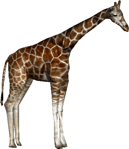 Baringorothgiraffeap - Giraffe Zoo Tycoon Png (519x519)