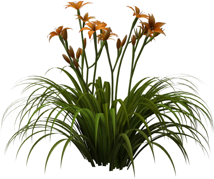 Easter Lily Flower Daylily Clip Art - Summer Lilac (1024x639)