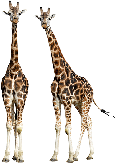 Safari Zoo Showtimeattractions 2017 03 27t12 - Top Fact 100 Books - Animals; Hardcover; Author - Cheeky (464x600)