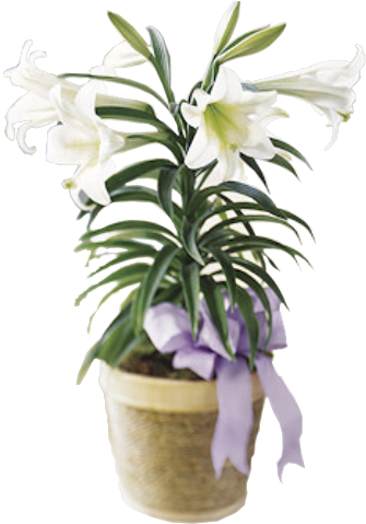 Traditional Easter Lily - Lily Plant (360x490)