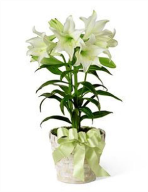 Potted Easter Lily - Potted Lilies (445x390)
