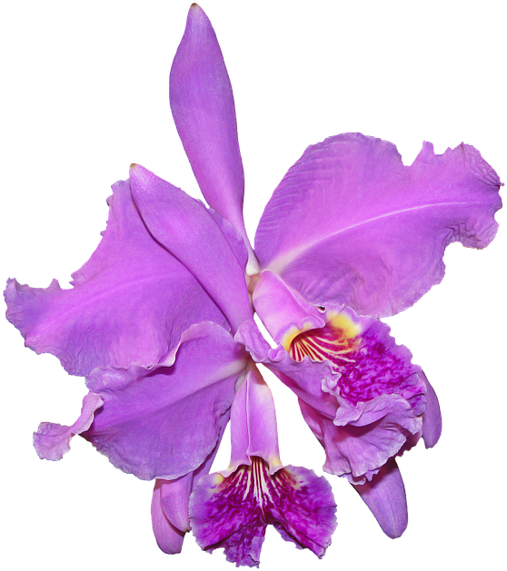 3d Orchids And Rhinestones - Orchid Flower Transparent (862x720)