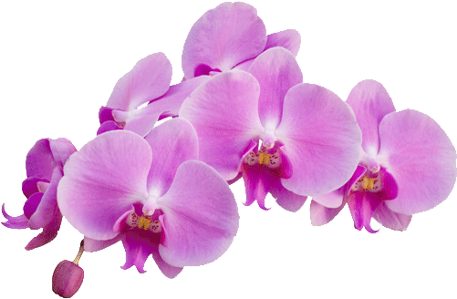 Purple Flower Transparent Background Download - Orchidée Png (550x367)