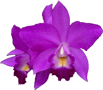 Orcid01 410 X - Purple Orchid (410x323)