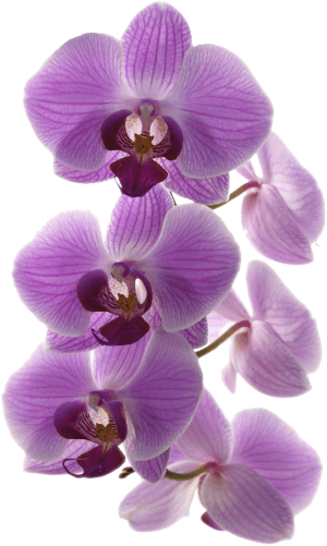 Connor Stewart Pictures - Purple Orchid Png (300x501)