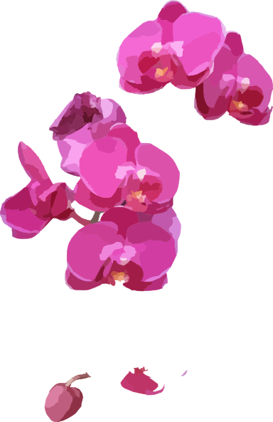 Orchid Clipart Pink Orchid - Orchids Clipart (384x593)