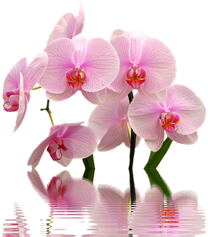 Purple Orchid Png Transparent Clip Art Image - ! Samsung Galaxy S8 Plus Case (453x340)