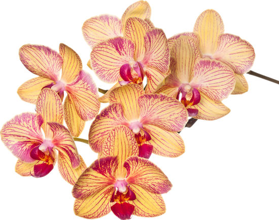 Orchid Flower On White Background - Orchids (550x434)