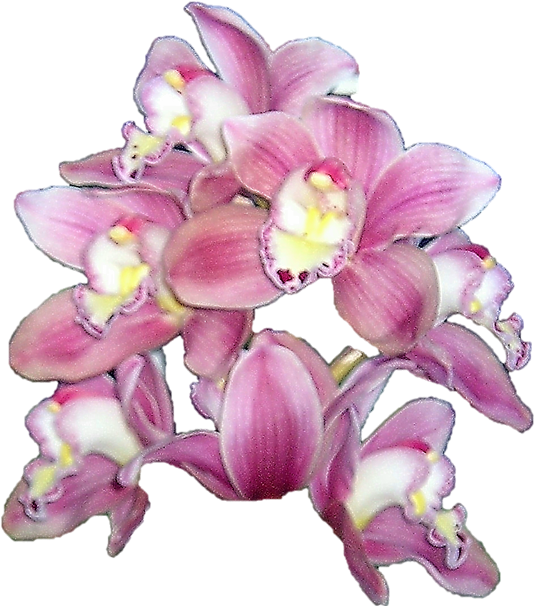 Cymbidium Orchid By Wasshere - Orchids (770x859)