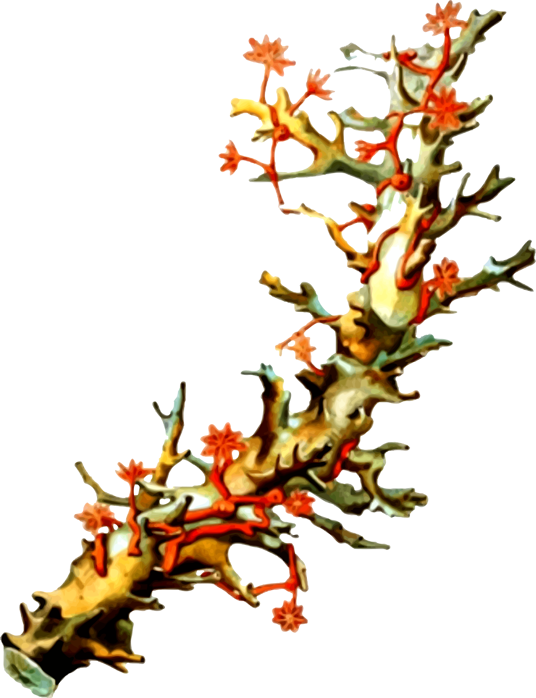 Clipart Coral - Reef: A Passionate History: The Great Barrier Reef (1844x2400)