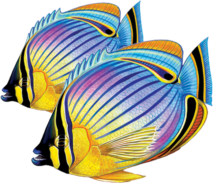Butterflyfish Clipart Transparent - Illustration (696x600)