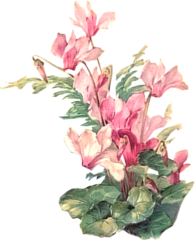Flower 2 Tuckdb Org - Vintage Flower Painting Png (391x481)