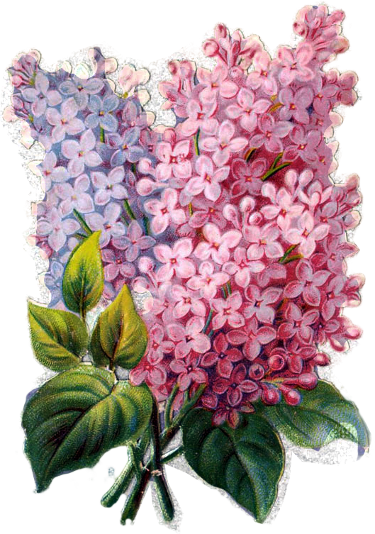 Note Paper, Decoupage Paper, Painting Flowers, Vintage - Decoupage (529x753)