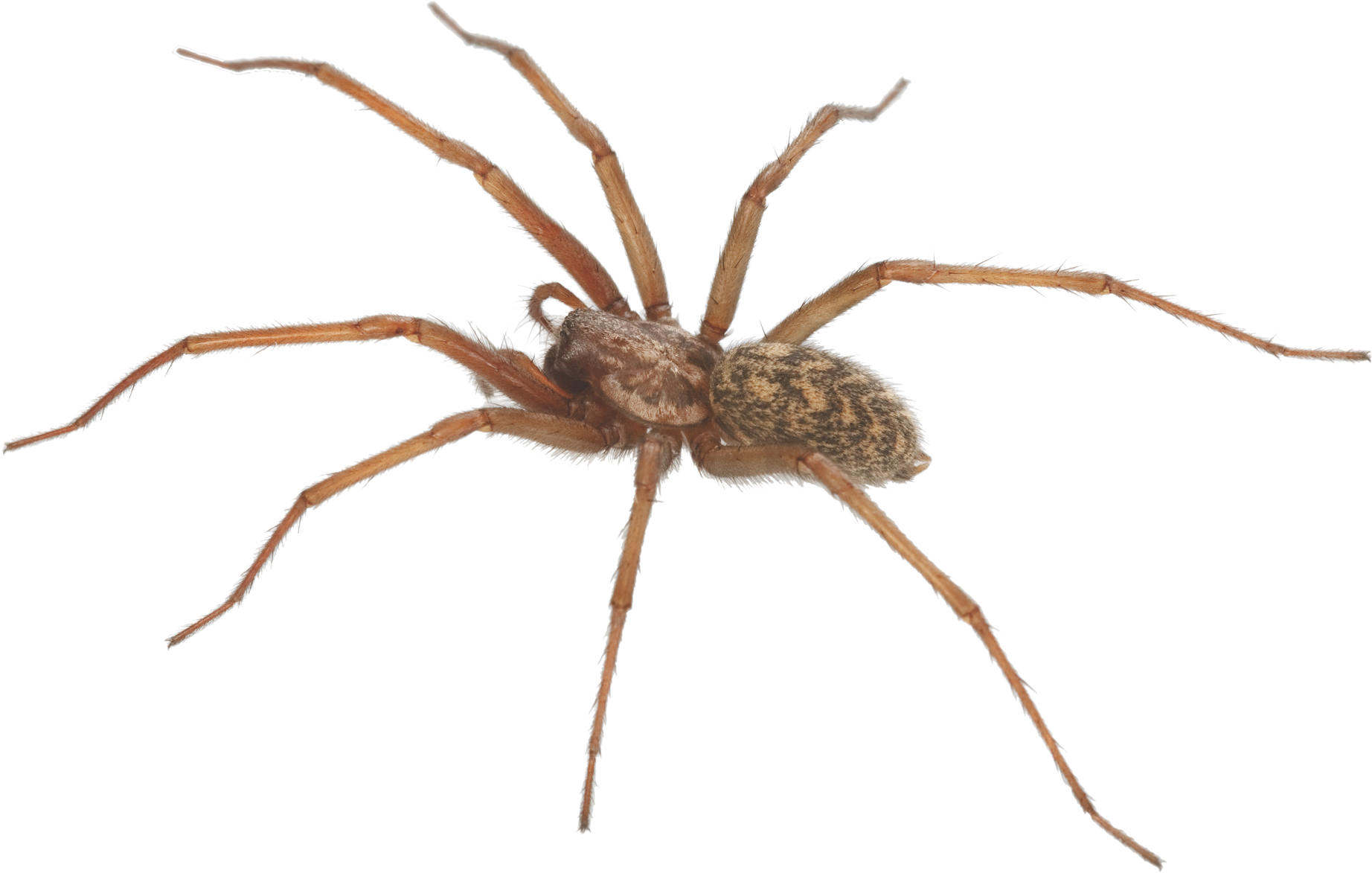 Spider Clipart Brown Recluse - Photograph Of A Spider (2000x1512)