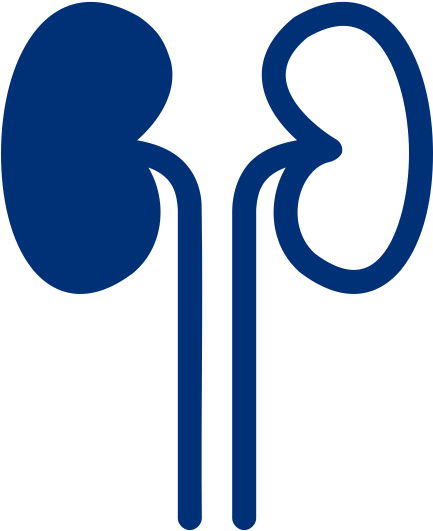 Kidney Transplantation - - Organ Transplantation (800x800)