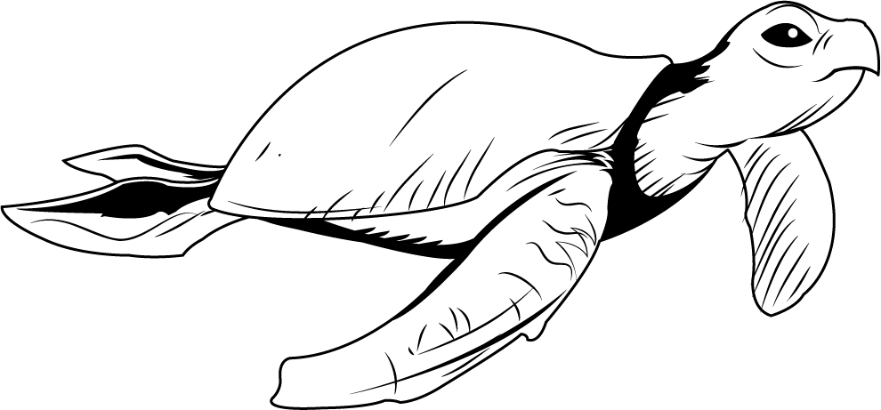 A Black And White Illustration Of A Sea Turtle - Sea Turtle (990x461)