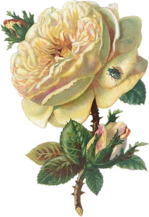 Láminas Vintage - Yellow Rose Necklace - Rose Pendant And Chain - Yellow (296x430)