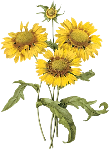 Láminas Vintage,antiguas,retro Y Por El Estilo - Pierre Joseph Redoute Png (366x500)