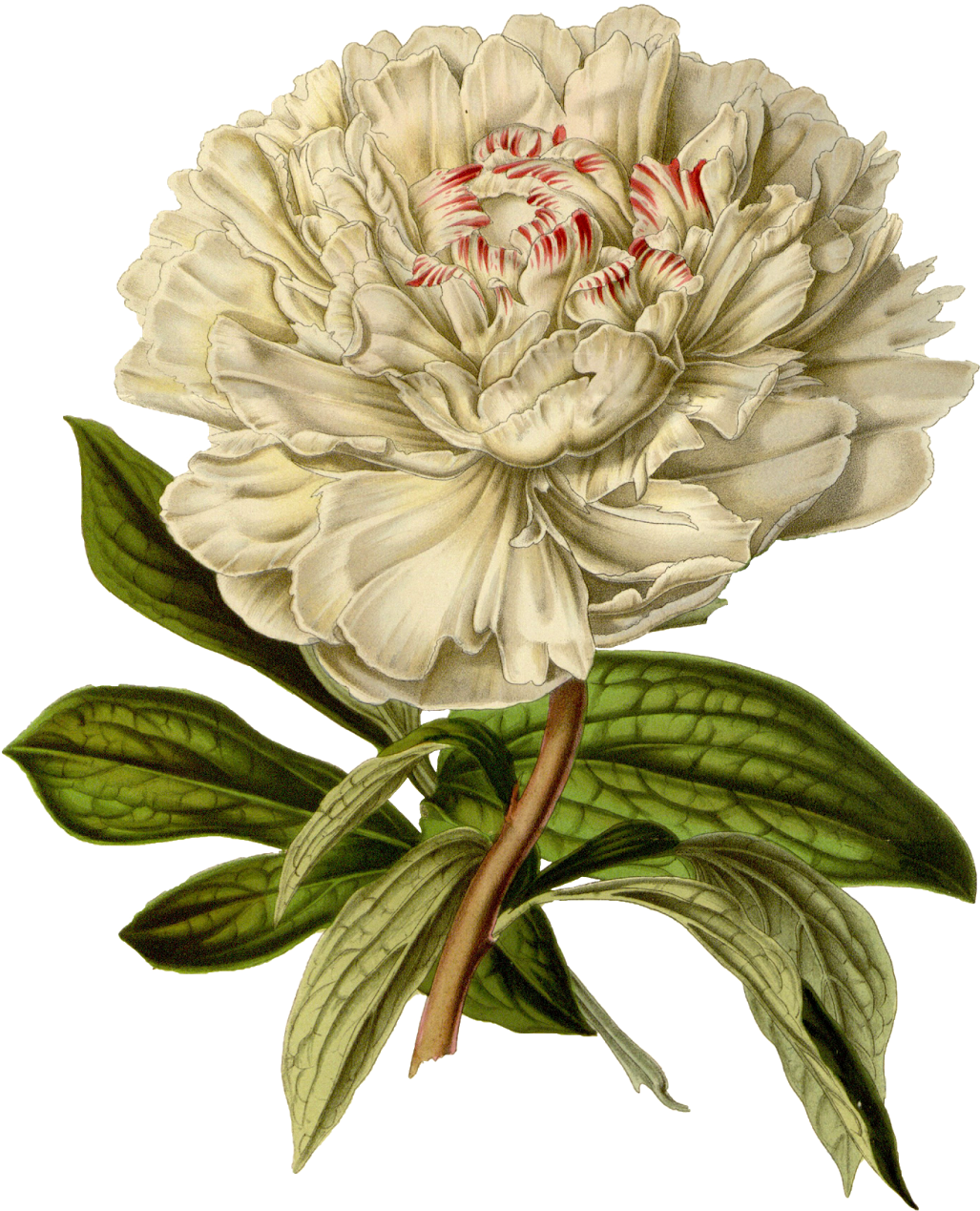 Vintage Flower Png - Peony Botanical Illustration Print (1309x1600)