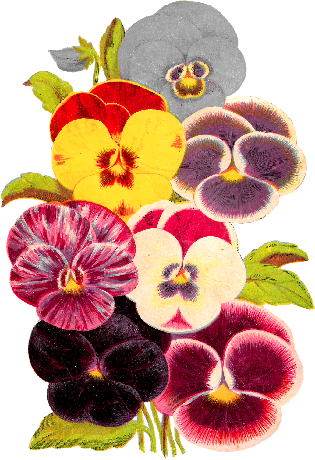 Flower Pansy Botanical Artwork Image Seed Catalog Illustration - Pansy (1121x1600)