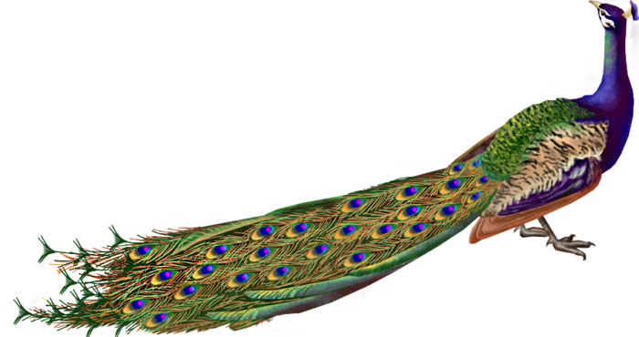 Peacock Png - Peacock Images Hd Png (700x370)