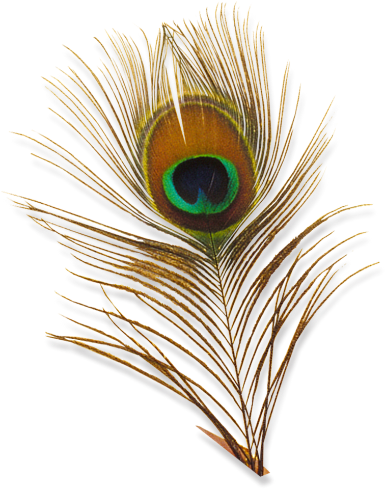 Peacock Feather Psd - Png Designs For Photoshop (958x1040)