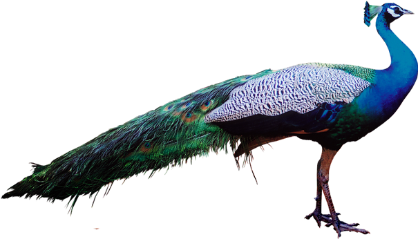 Peacock Stock Png Transparent - Portable Network Graphics (1024x768)