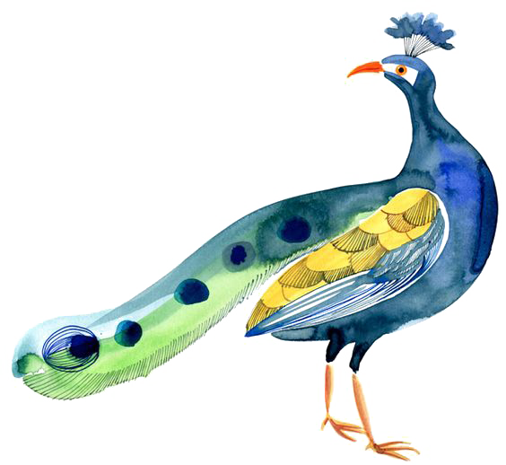 Bird Peafowl - Peacock - Peafowl (564x518)