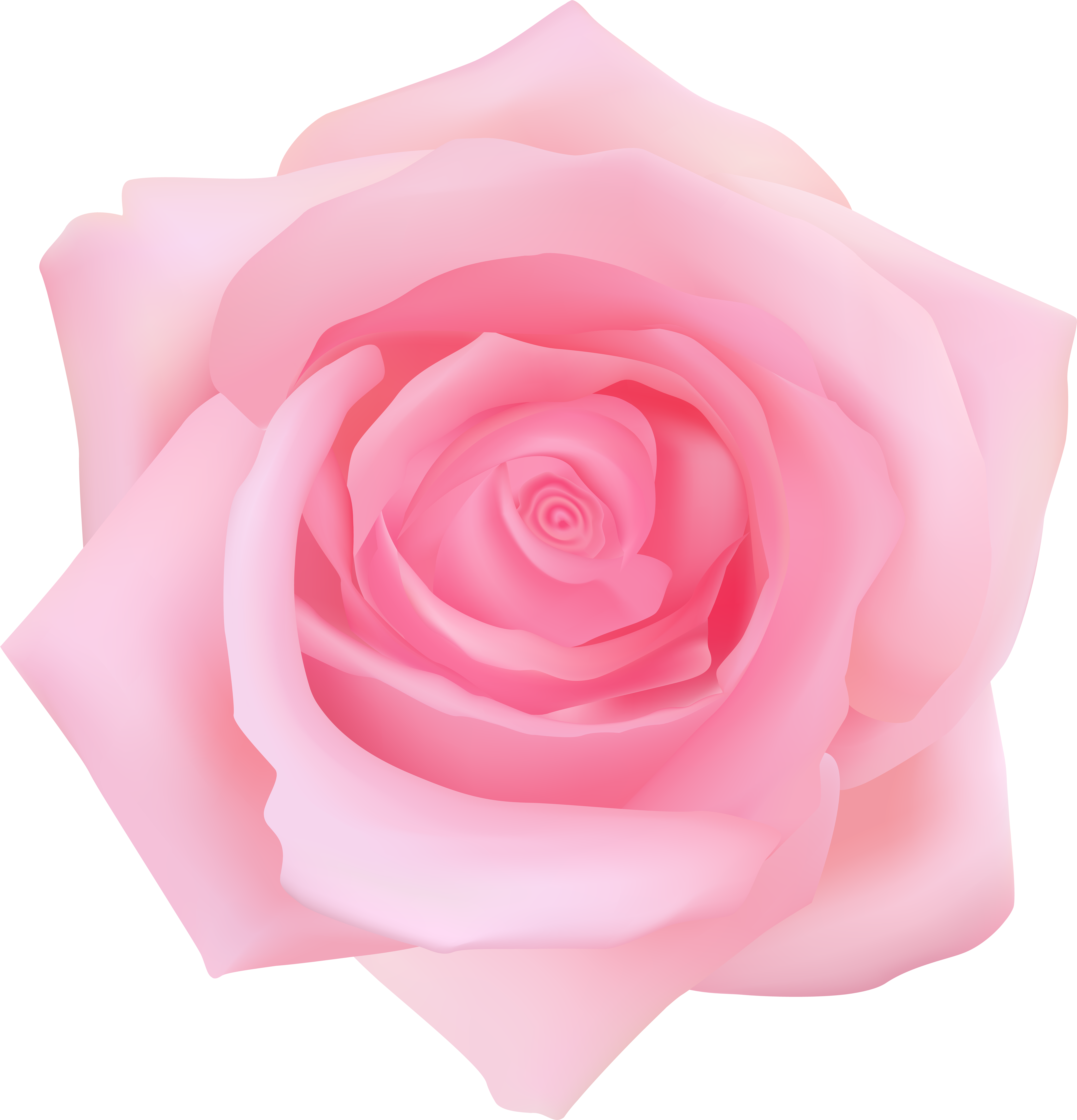 Garden Roses Centifolia Roses Clip Art - Garden Roses Centifolia Roses Clip Art (7689x8000)