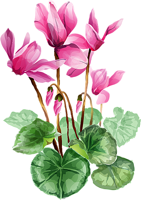 Flower Bouquet A Bouquet Of Summer Flowers Clip Art - Cyclamen Clipart (525x707)