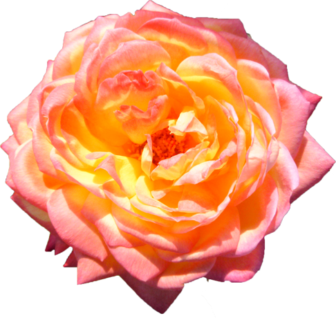 バラの花 - Hybrid Tea Rose (486x459)