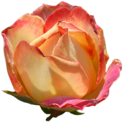 Часть - Garden Roses (456x453)