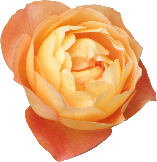 Publicat De Eu Ciresica La - Garden Roses (600x620)