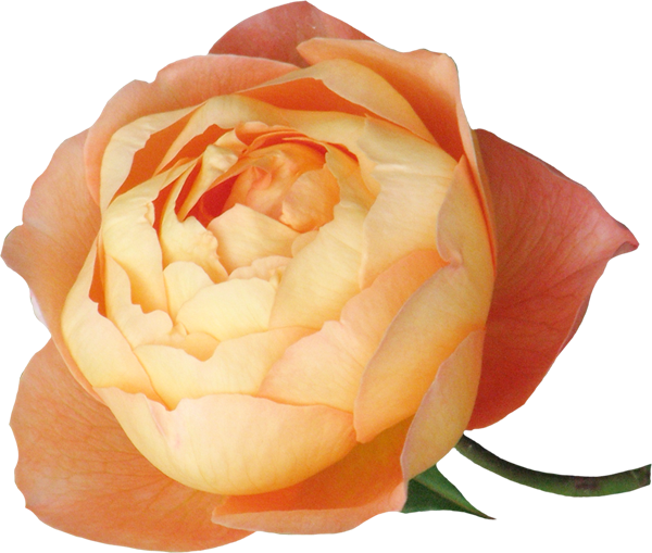 Publicat De Eu Ciresica La - Garden Roses (600x509)