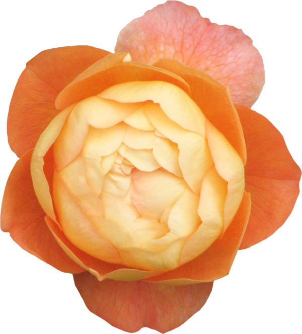 Publicat De Eu Ciresica La - Japanese Camellia (600x664)
