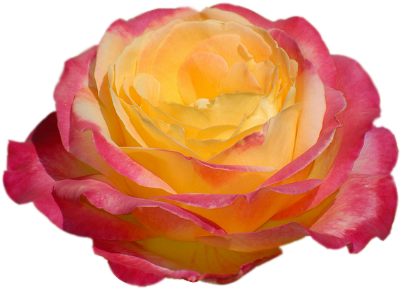 Клипарт - Портреты Роз - - Hybrid Tea Rose (585x470)