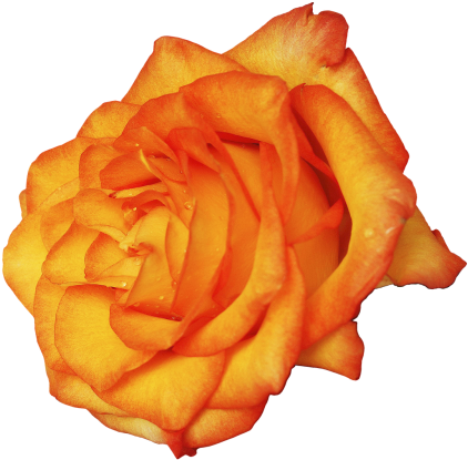 Floribunda,rose,rose - Garden Roses (500x473)
