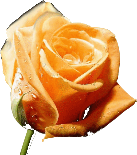 Tube-rose2 - Nice Saturday Gif (599x626)