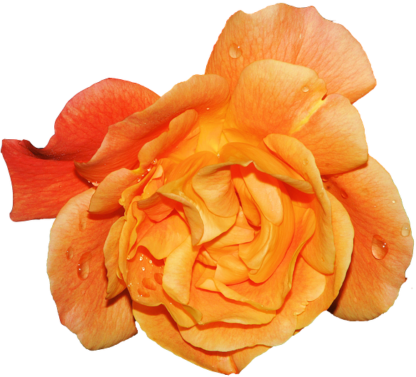 Flower-598052 640 - Do All Things With Love: A Journal (640x580)