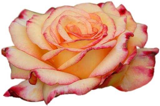 Часть - Hybrid Tea Rose (557x446)