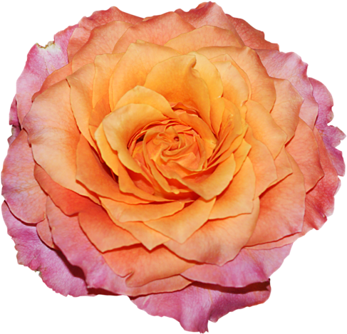 Partager - - Garden Roses (500x482)