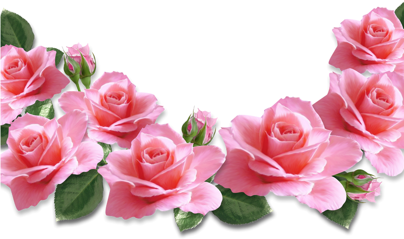 Pink Rose Clip Art Free Clip Artme - Valentines Day Pink Roses (800x491)