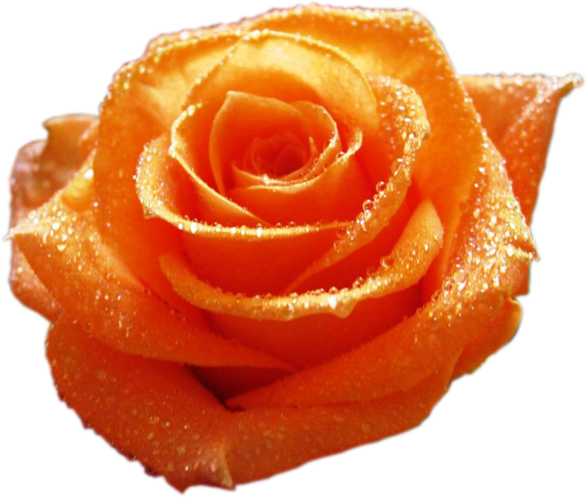 Изображение Для Плейкаста - Beautiful Orange Roses (823x696)
